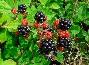 blackberries