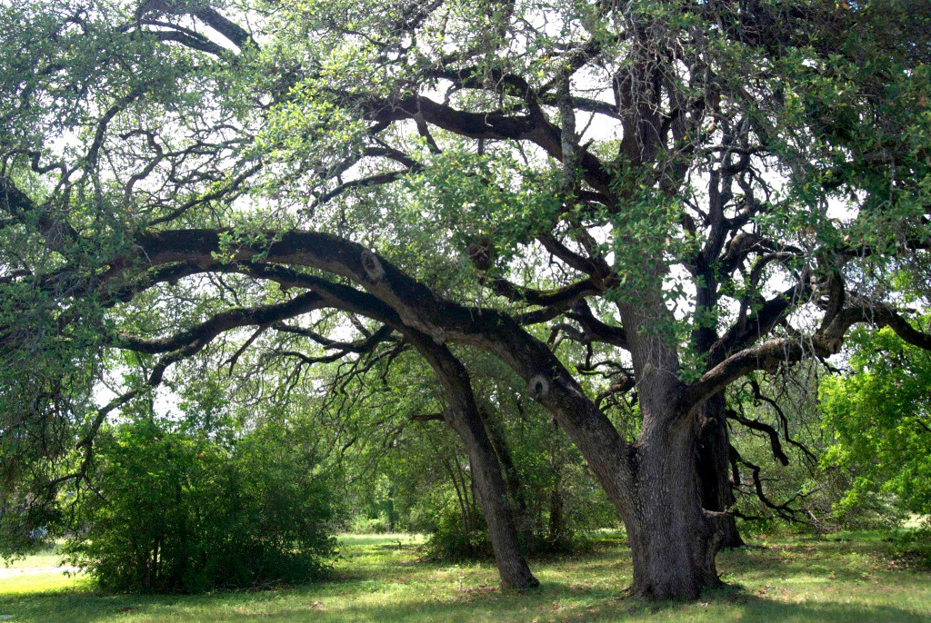 heritage_oaks